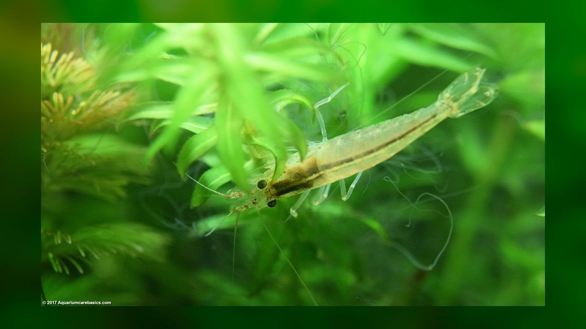 Top 10 Freshwater Aquarium Shrimp 2027 — figure 2