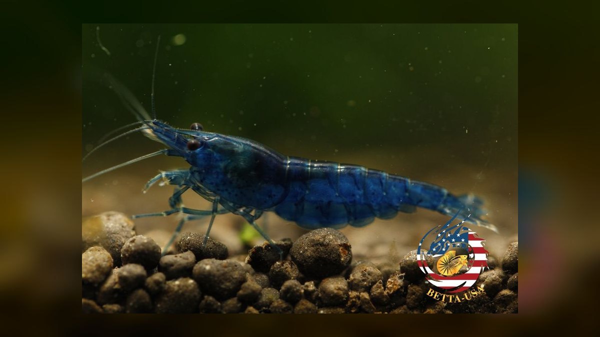 Top 10 Freshwater Aquarium Shrimp 2027 — figure 3