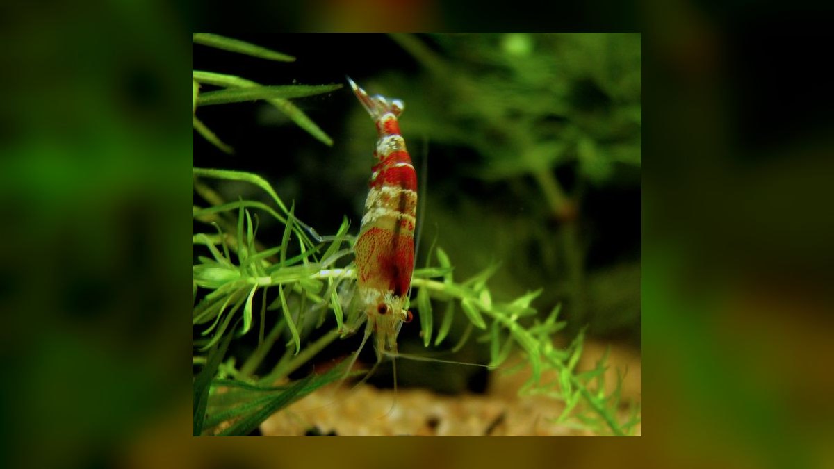Top 10 Freshwater Aquarium Shrimp 2027 — figure 4