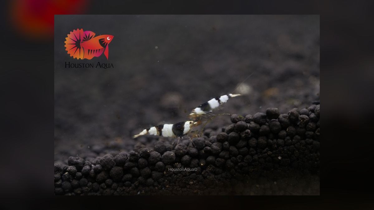 Top 10 Freshwater Aquarium Shrimp 2027 — figure 5