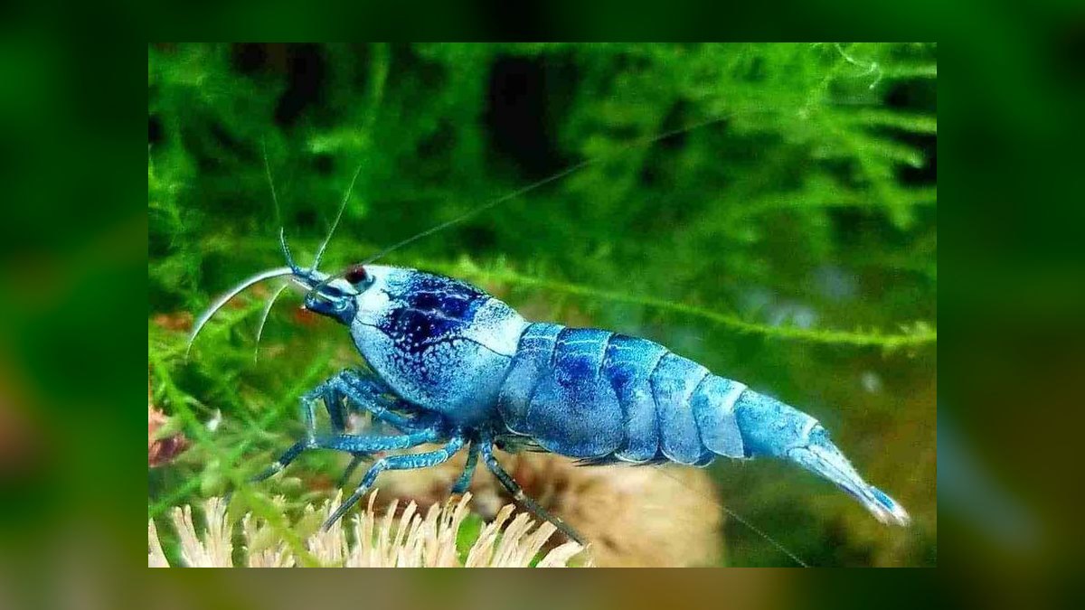 Top 10 Freshwater Aquarium Shrimp 2027 — figure 6