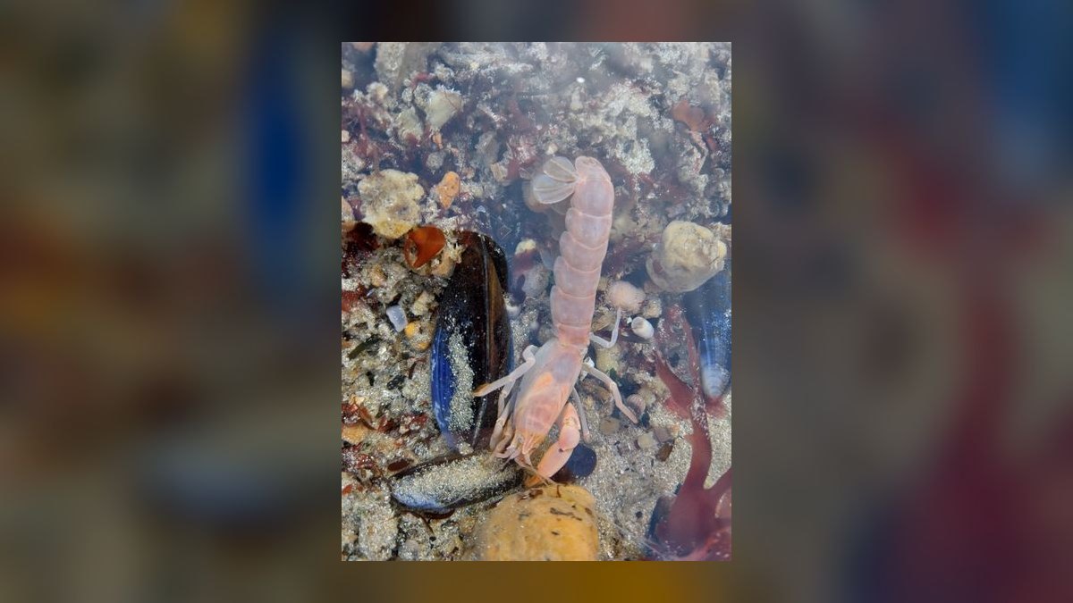 Top 10 Freshwater Aquarium Shrimp 2027 — figure 7