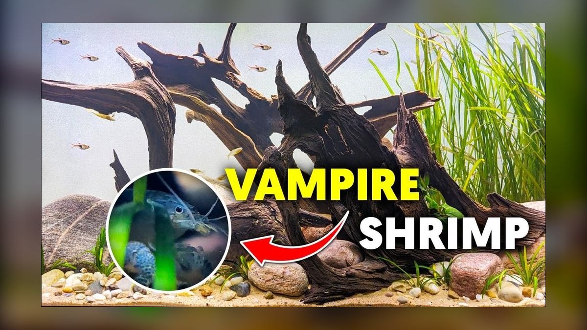 Top 10 Freshwater Aquarium Shrimp 2027 — figure 8