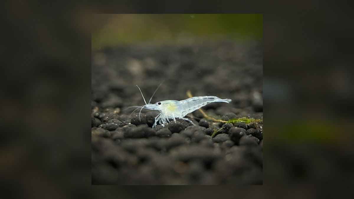 Top 10 Freshwater Aquarium Shrimp 2027 — figure 9