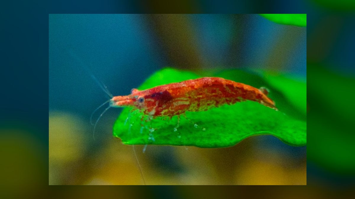 Top 10 Freshwater Aquarium Shrimp 2027