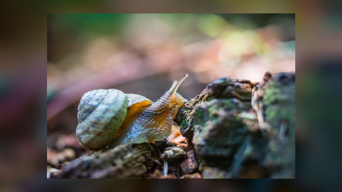 Top 10 Aquarium Snails 2027 — figure 1