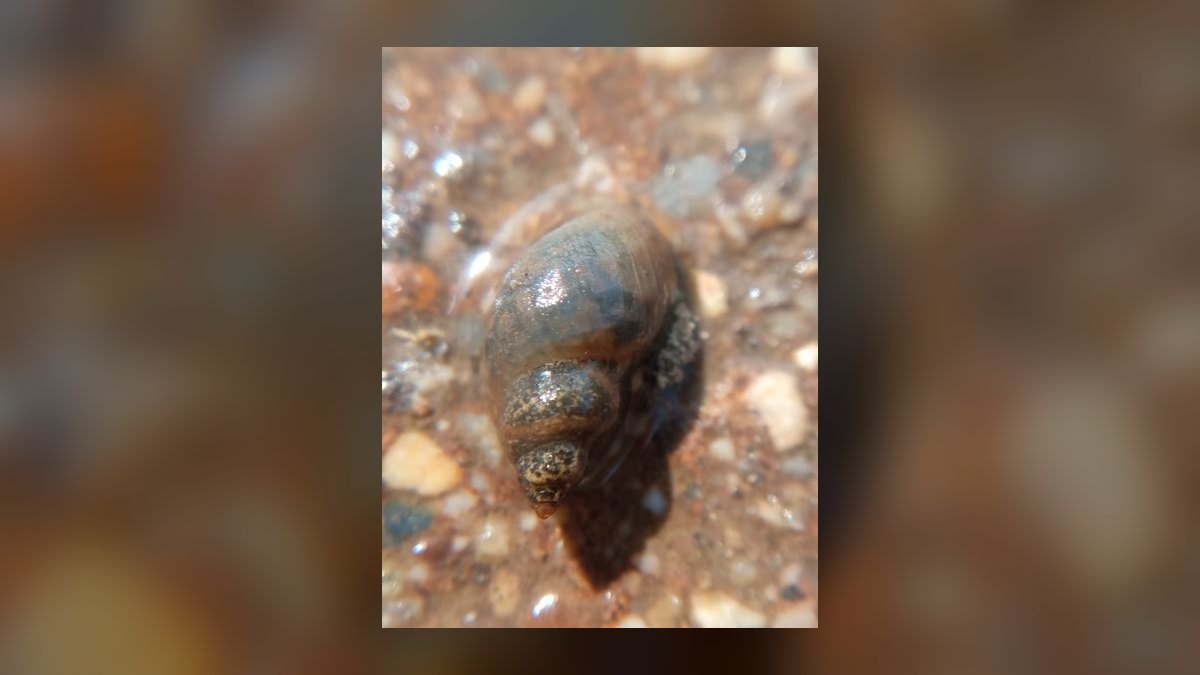 Top 10 Aquarium Snails 2027 — figure 10