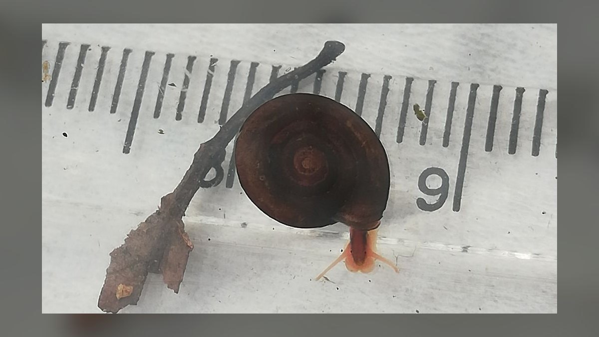 Top 10 Aquarium Snails 2027 — figure 2