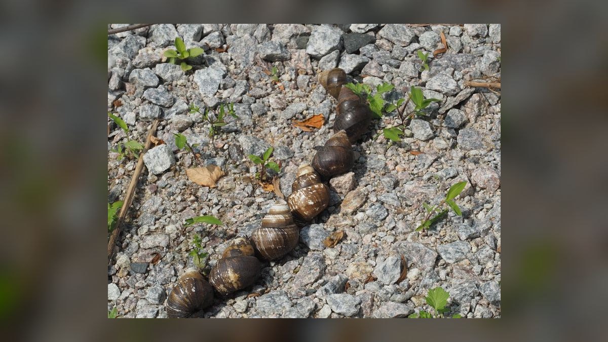 Top 10 Aquarium Snails 2027 — figure 3