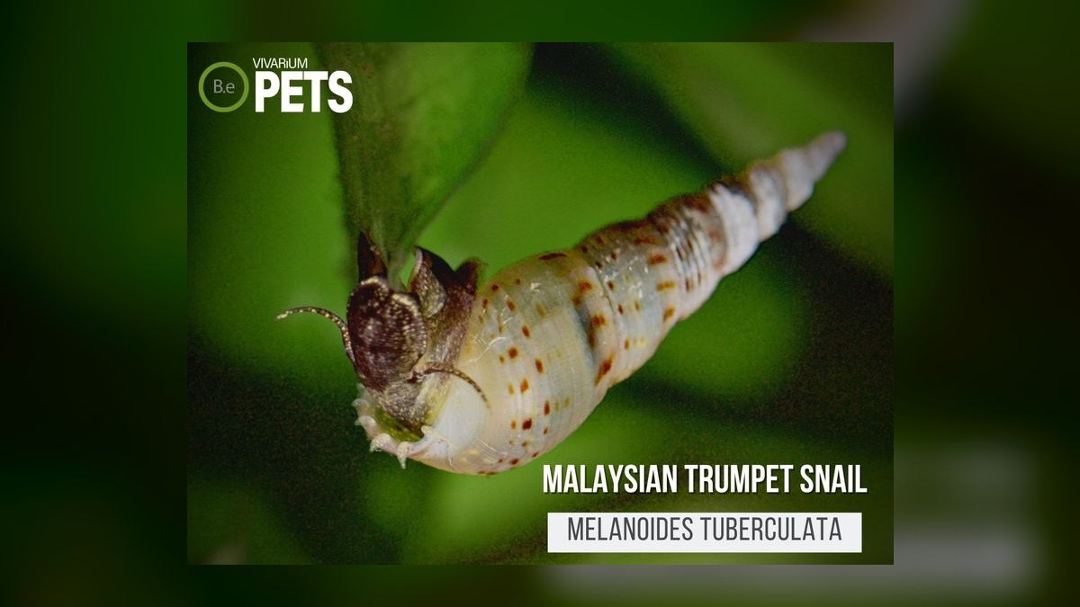 Top 10 Aquarium Snails 2027 — figure 4