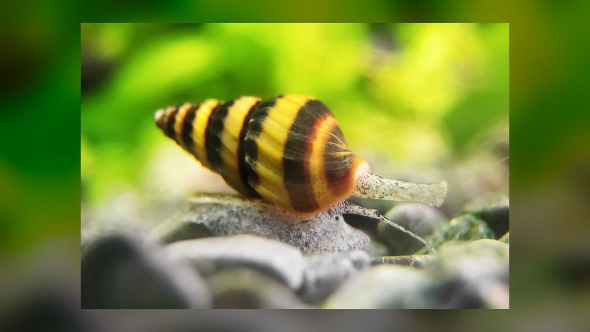 Top 10 Aquarium Snails 2027 — figure 5