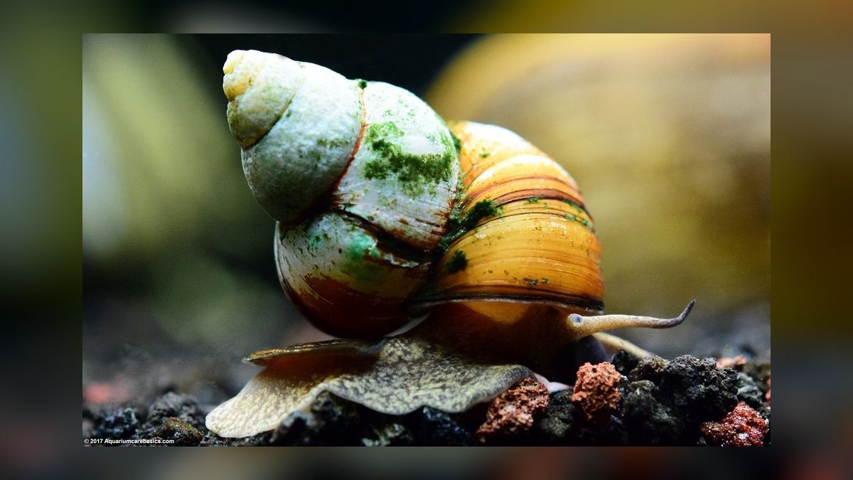 Top 10 Aquarium Snails 2027 — figure 6
