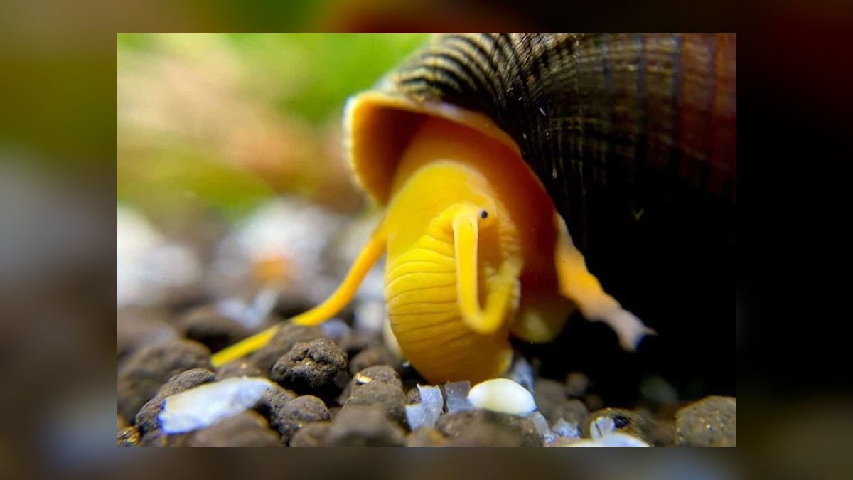 Top 10 Aquarium Snails 2027 — figure 7