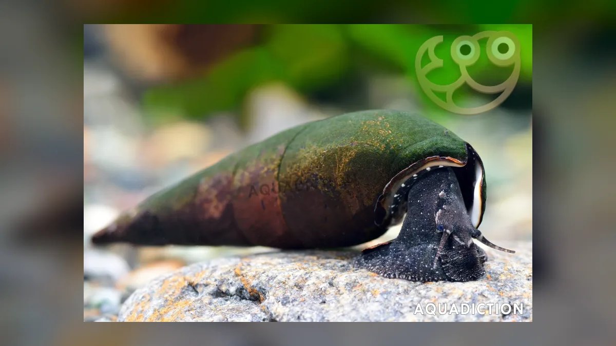Top 10 Aquarium Snails 2027 — figure 8