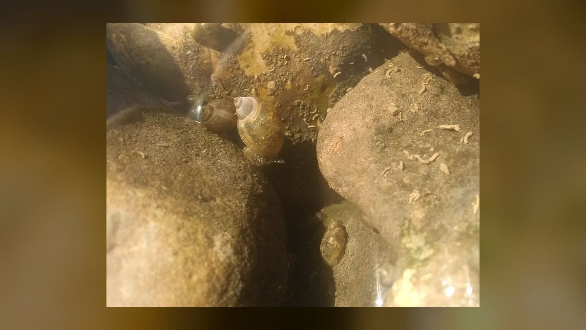 Top 10 Aquarium Snails 2027 — figure 9