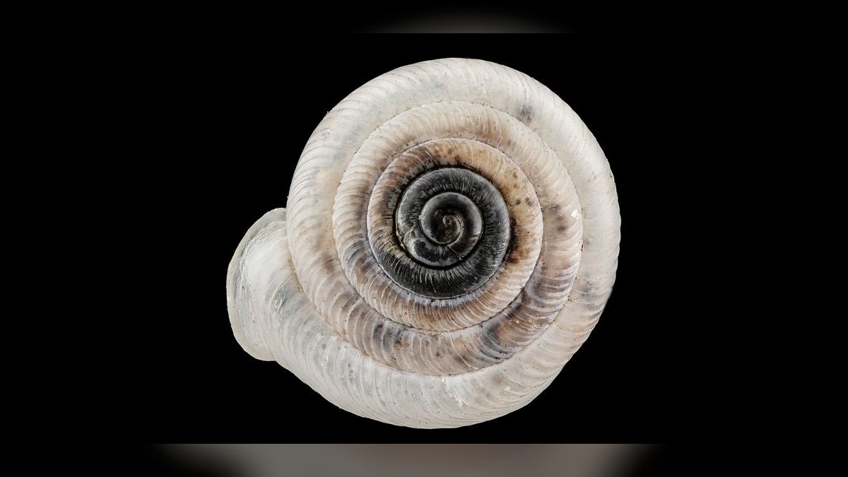 Top 10 Aquarium Snails 2027