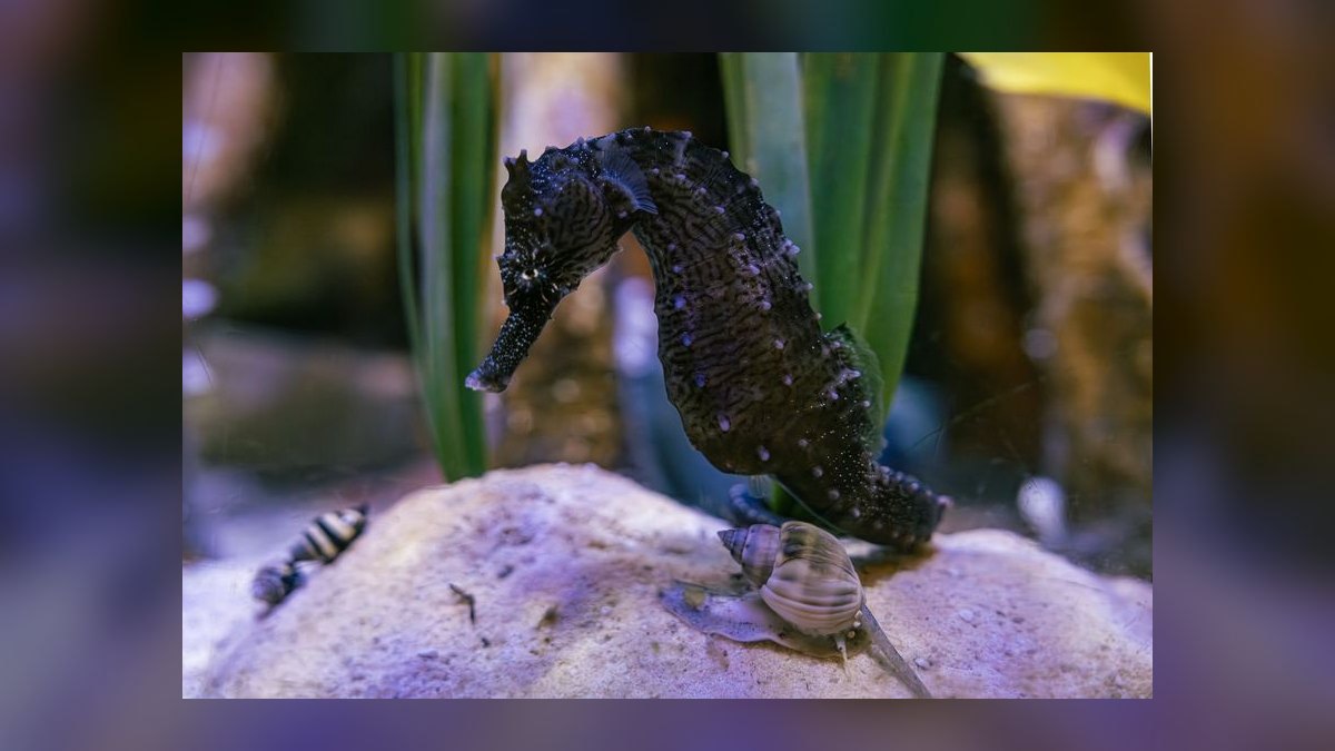 Top 10 Aquarium Snails 2027