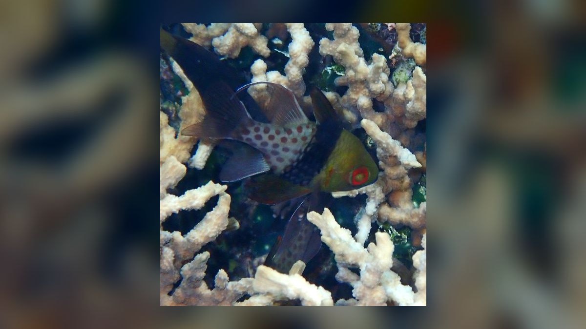 Top 10 Saltwater Fish for Beginners 2027 — figure 10