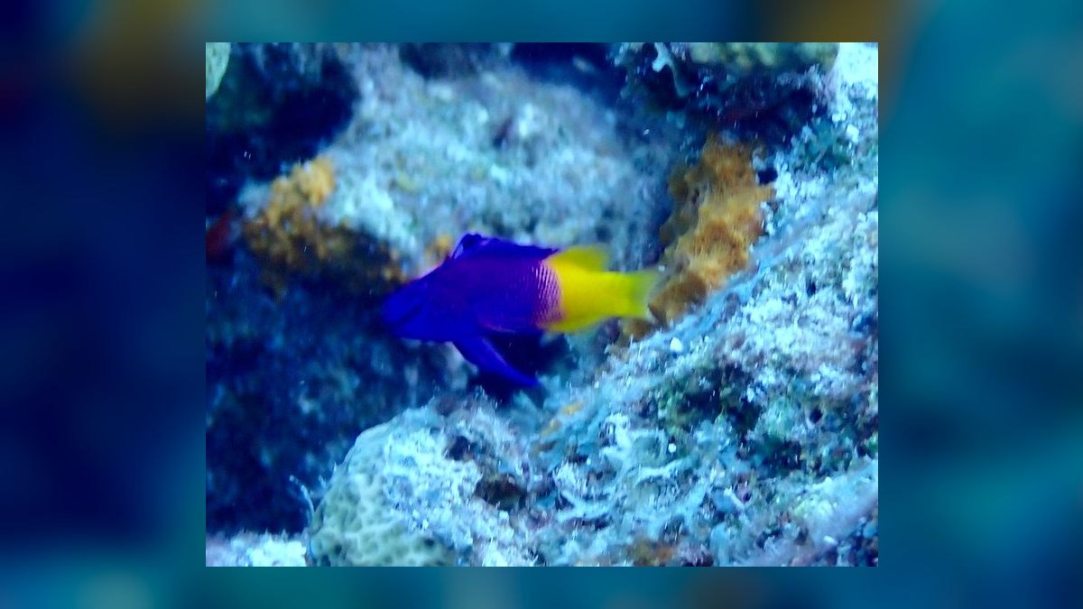 Top 10 Saltwater Fish for Beginners 2027 — figure 3