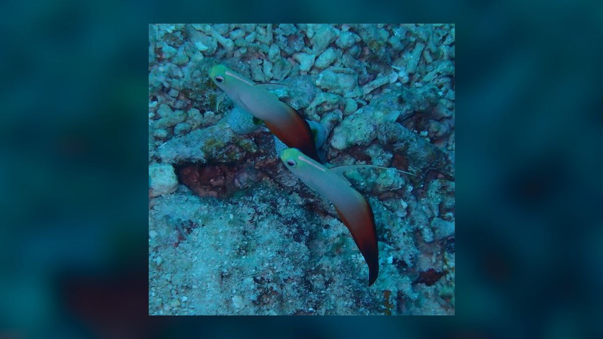 Top 10 Saltwater Fish for Beginners 2027 — figure 4