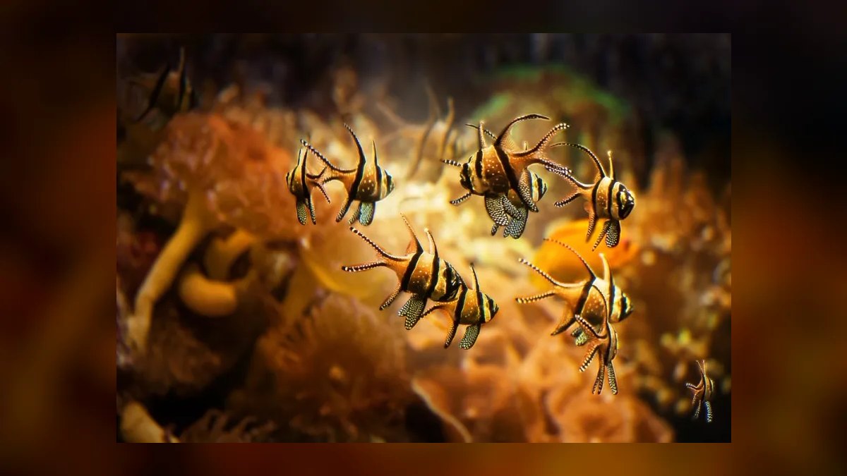 Top 10 Saltwater Fish for Beginners 2027 — figure 5