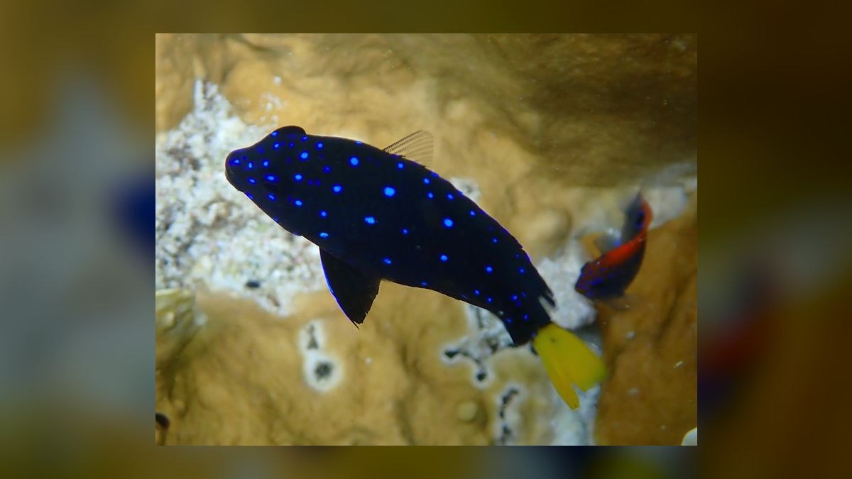 Top 10 Saltwater Fish for Beginners 2027 — figure 6