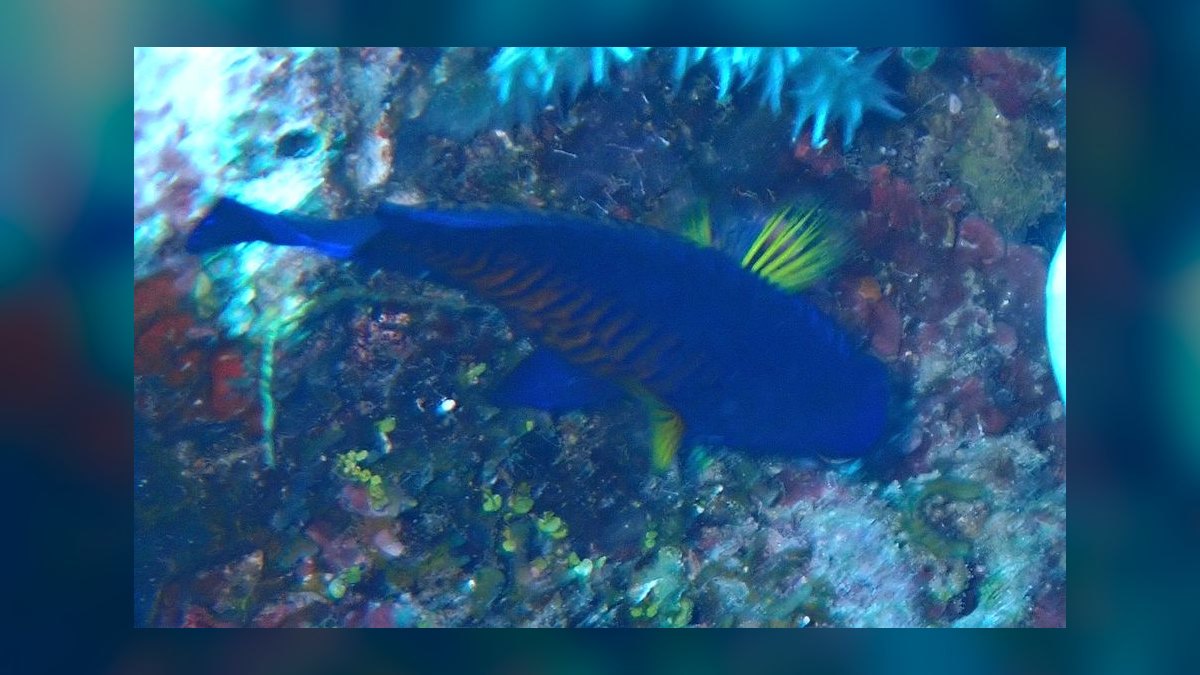 Top 10 Saltwater Fish for Beginners 2027 — figure 7