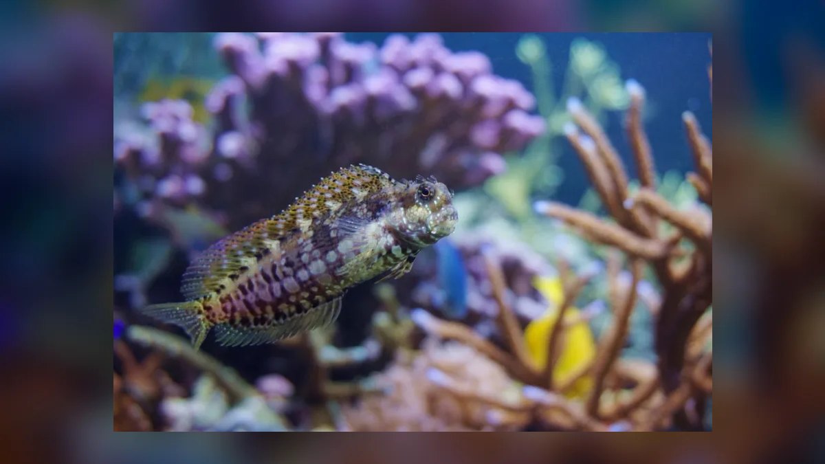 Top 10 Saltwater Fish for Beginners 2027 — figure 8