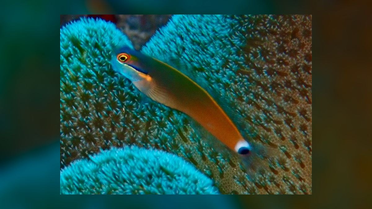 Top 10 Saltwater Fish for Beginners 2027 — figure 9