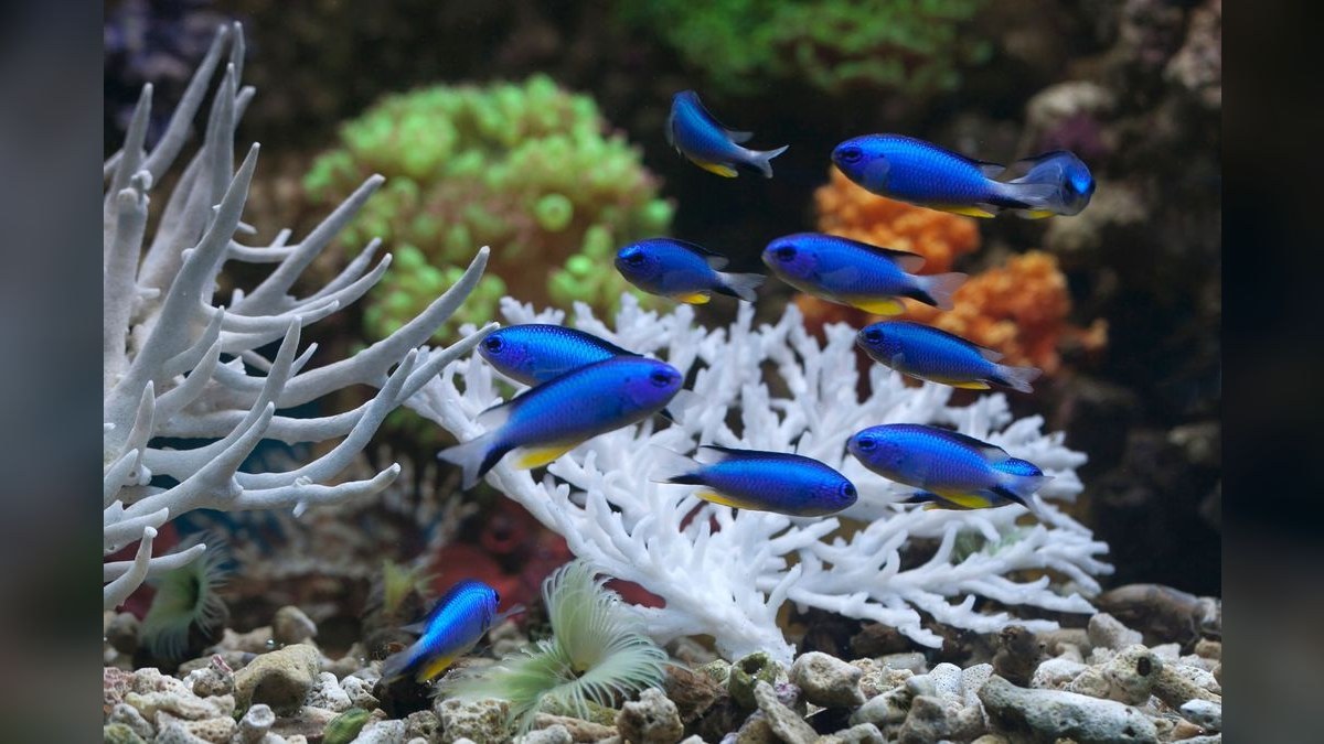Top 10 Saltwater Fish for Beginners 2027