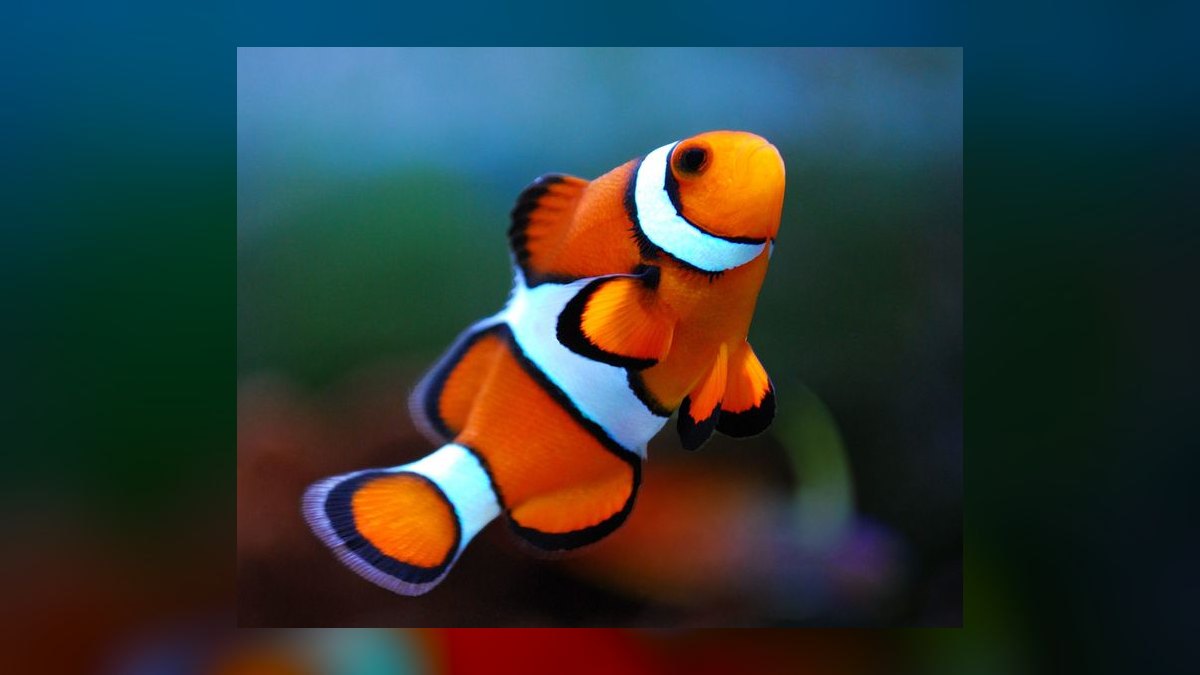 Top 10 Saltwater Fish for Beginners 2027