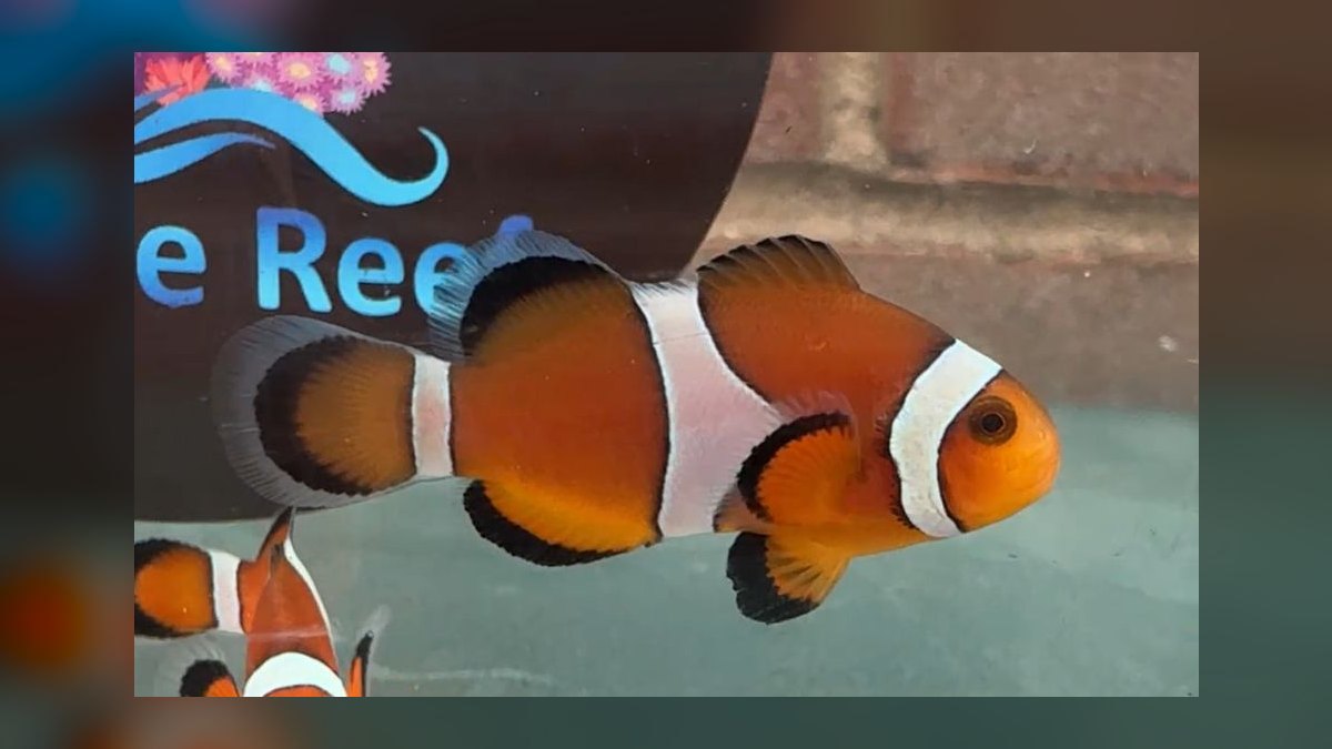 Top 10 Reef-Safe Saltwater Fish 2027 — figure 1