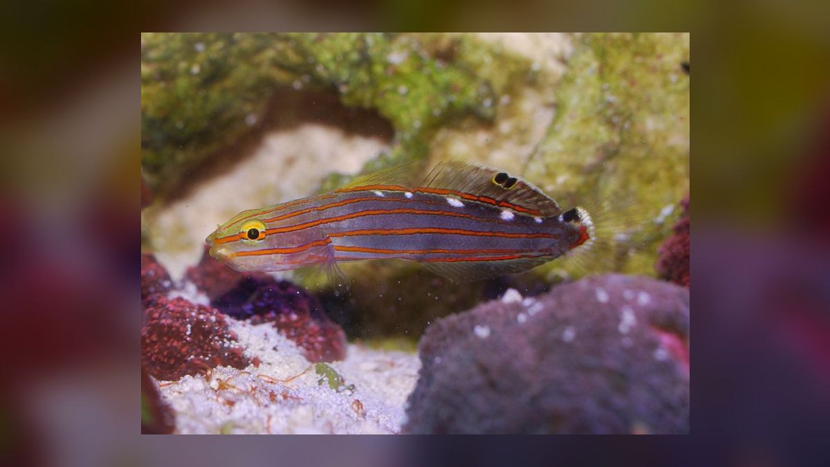 Top 10 Reef-Safe Saltwater Fish 2027 — figure 10