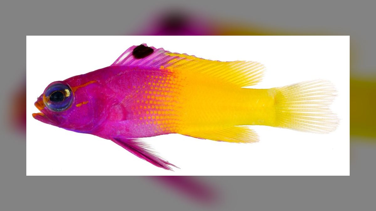 Top 10 Reef-Safe Saltwater Fish 2027 — figure 3