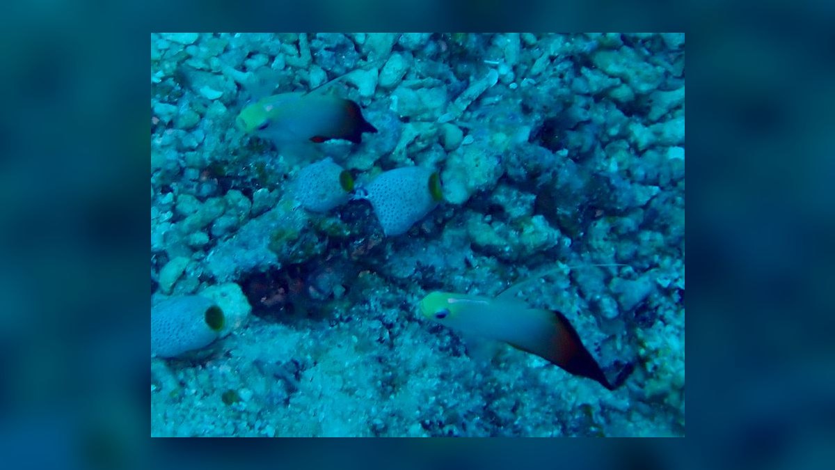 Top 10 Reef-Safe Saltwater Fish 2027 — figure 4