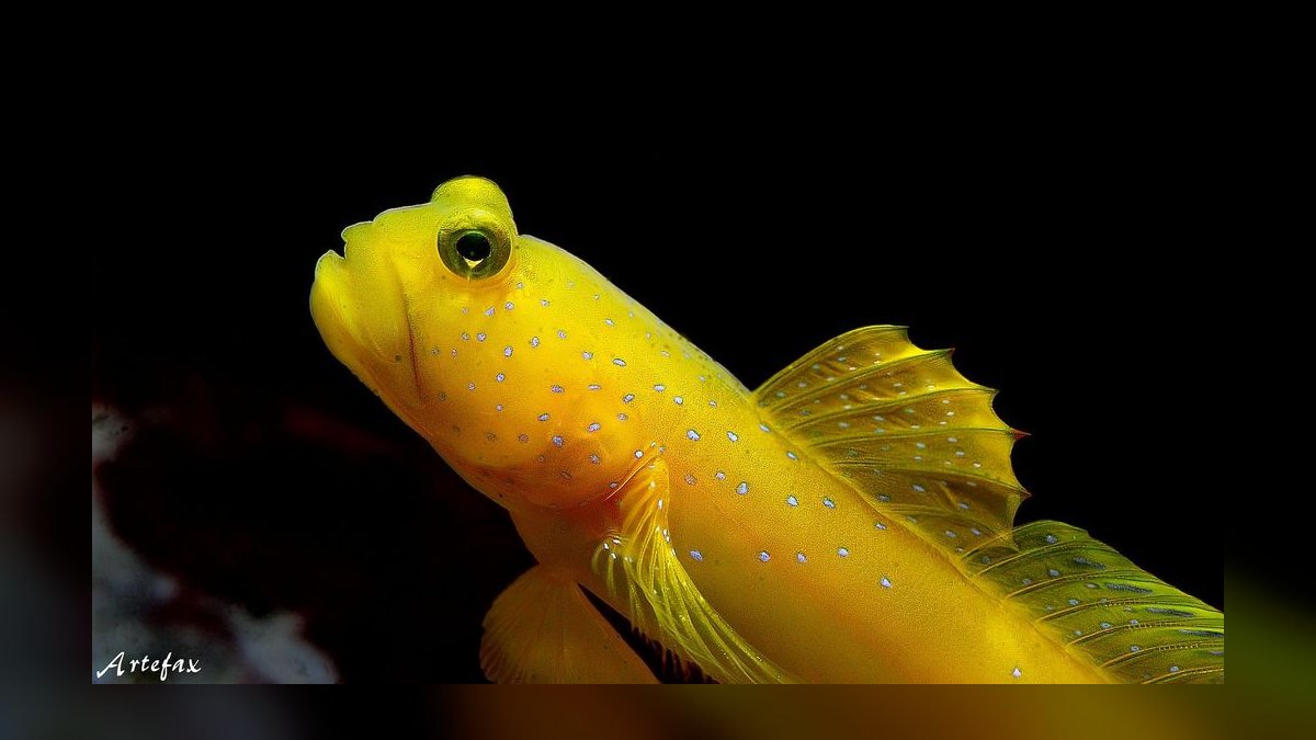Top 10 Reef-Safe Saltwater Fish 2027 — figure 6