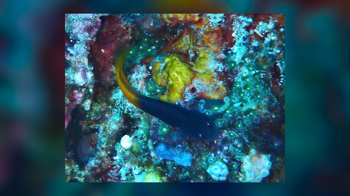 Top 10 Reef-Safe Saltwater Fish 2027 — figure 8