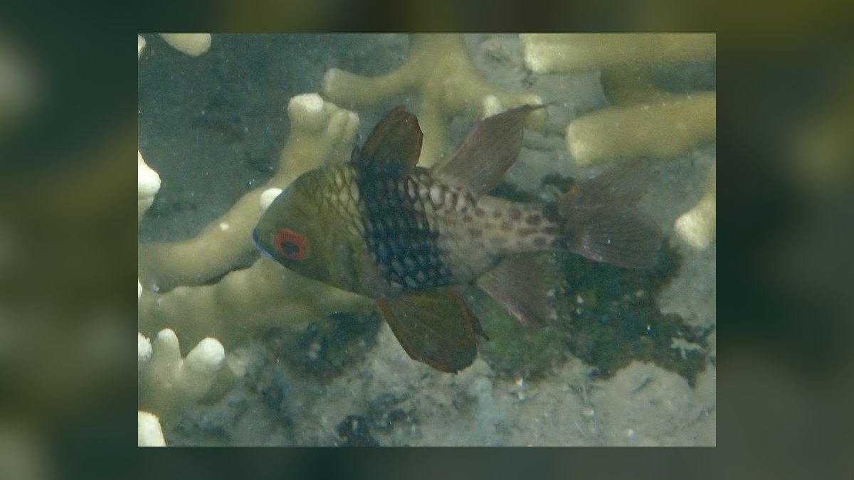 Top 10 Reef-Safe Saltwater Fish 2027 — figure 9