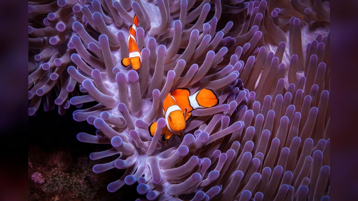 Top 10 Clownfish Varieties 2027 — figure 1