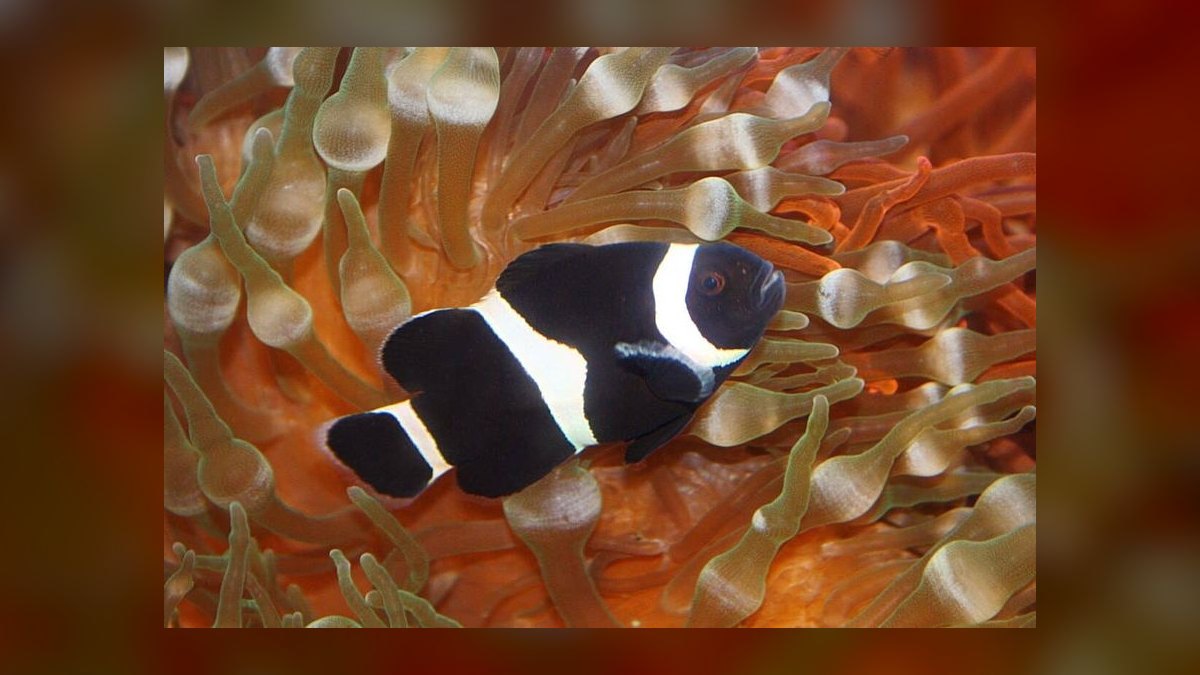 Top 10 Clownfish Varieties 2027 — figure 10