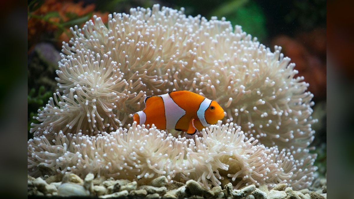 Top 10 Clownfish Varieties 2027 — figure 2