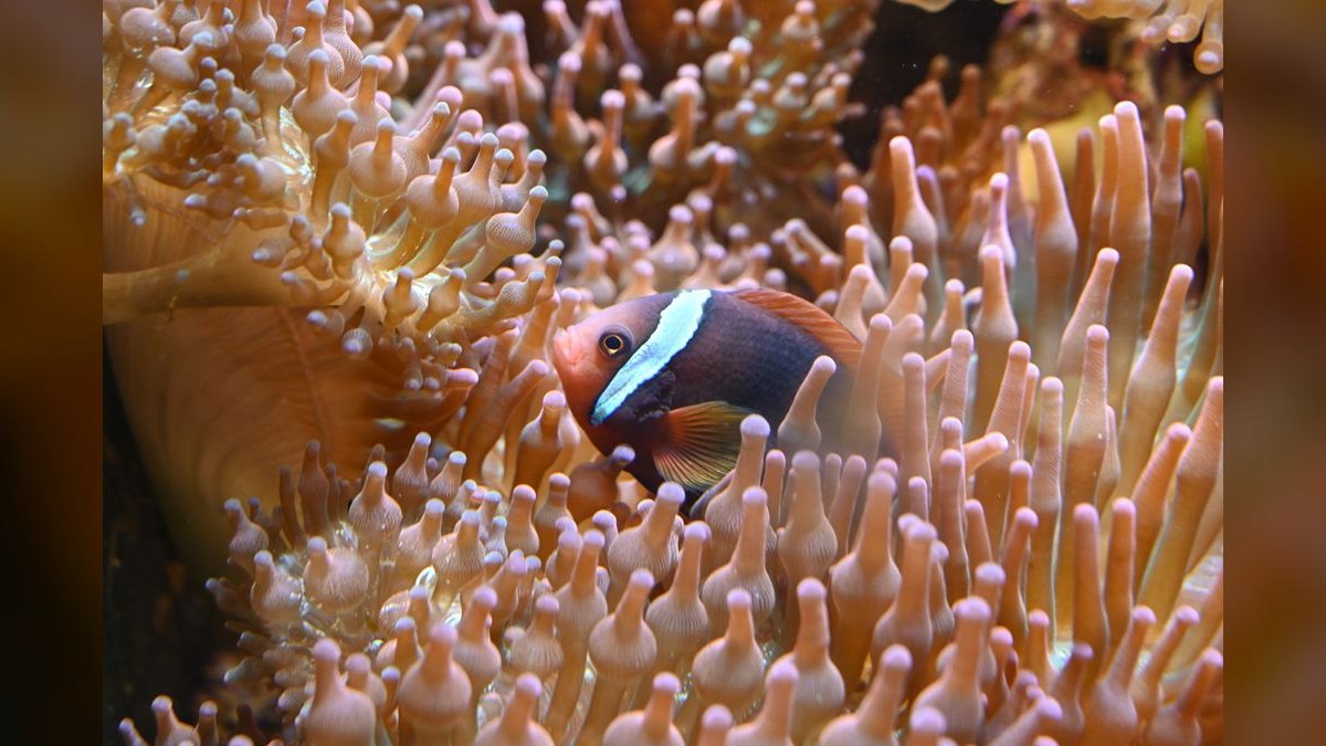 Top 10 Clownfish Varieties 2027 — figure 3