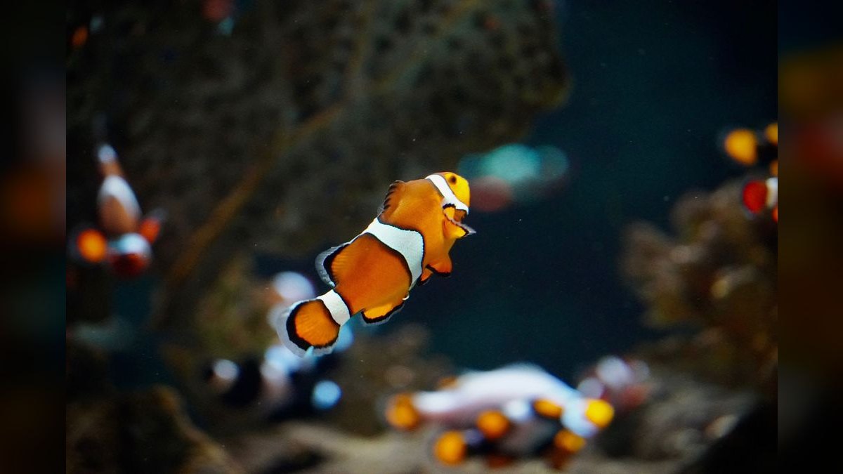 Top 10 Clownfish Varieties 2027 — figure 5