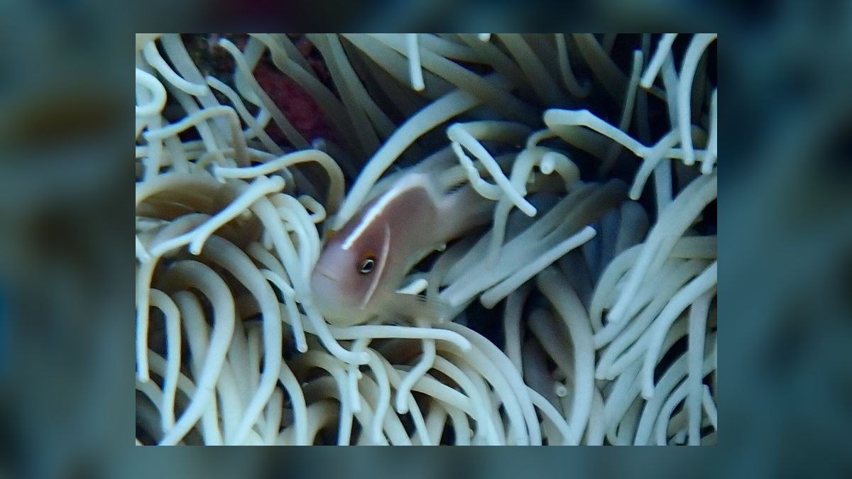 Top 10 Clownfish Varieties 2027 — figure 8