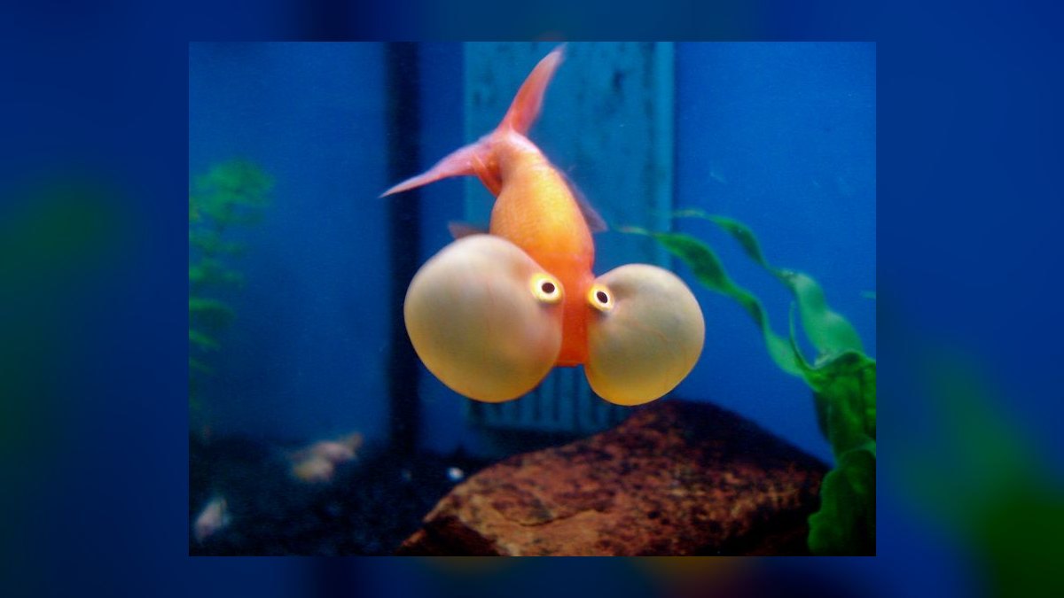 Top 10 Goldfish Varieties 2027 — figure 10