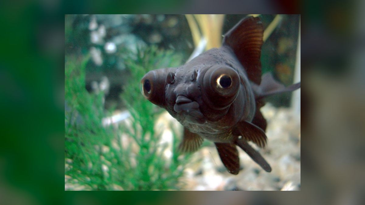 Top 10 Goldfish Varieties 2027 — figure 9