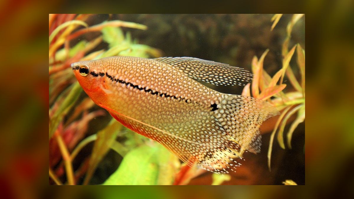 Top 10 Centerpiece Fish for Community Tanks 2027 — figure 1