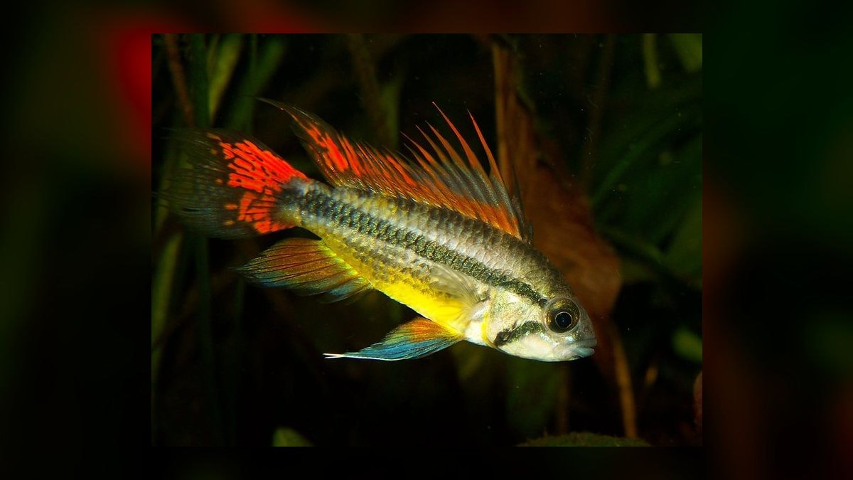Top 10 Centerpiece Fish for Community Tanks 2027 — figure 10