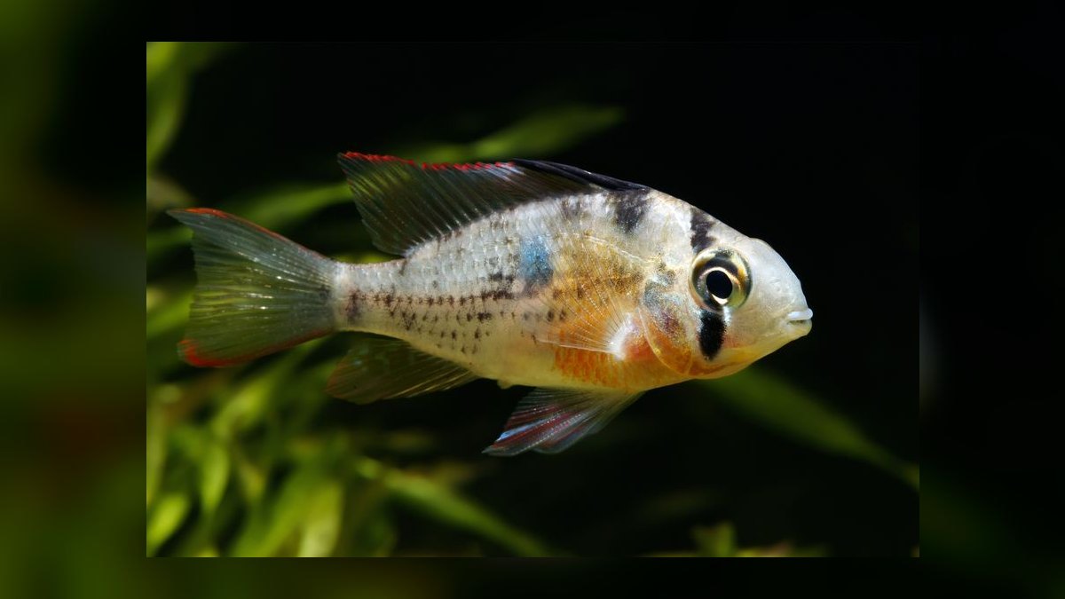 Top 10 Centerpiece Fish for Community Tanks 2027 — figure 3