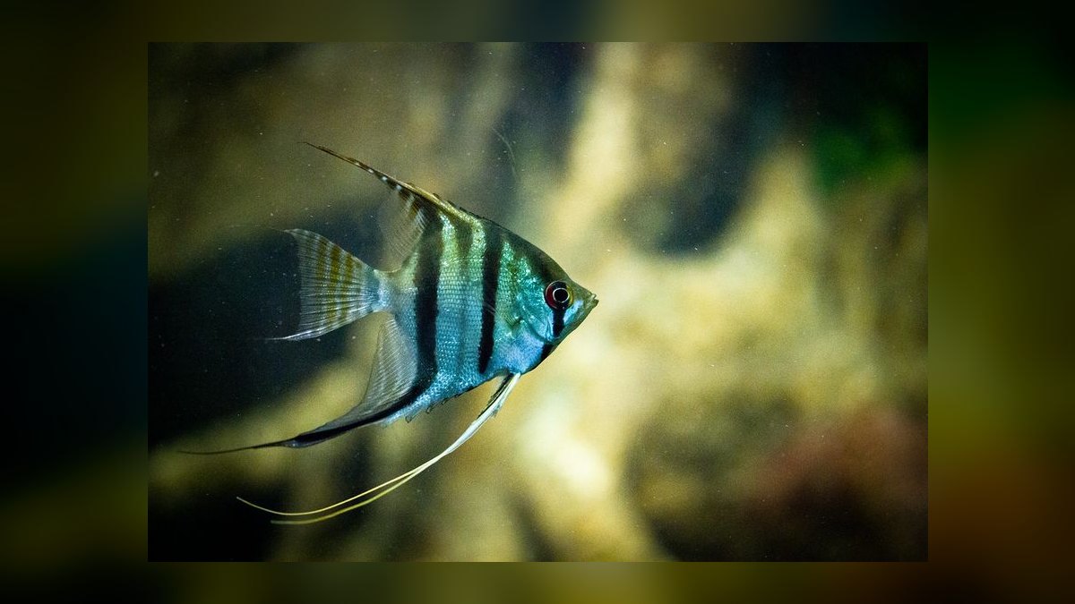 Top 10 Centerpiece Fish for Community Tanks 2027 — figure 6